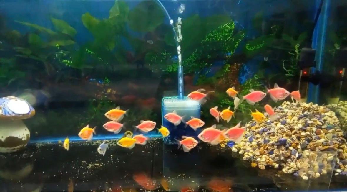 Acuario tropical