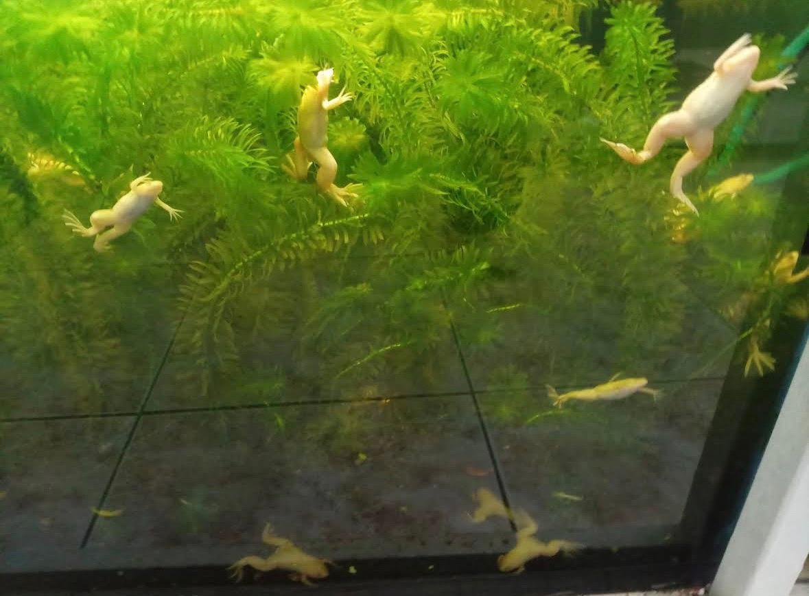 Acuario tropical